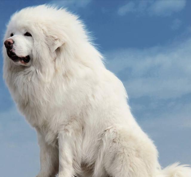 张家口赠送狗狗：传递温暖，开启美好相伴