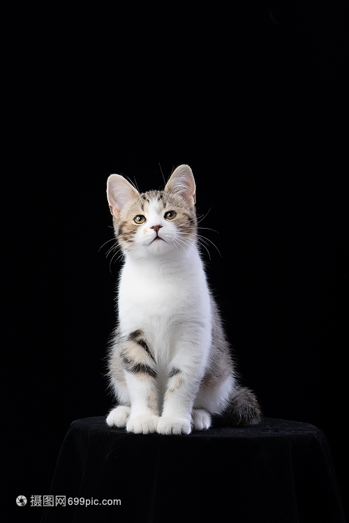 怎样让猫咪回笼子睡觉：打造舒适的猫咪休息空间