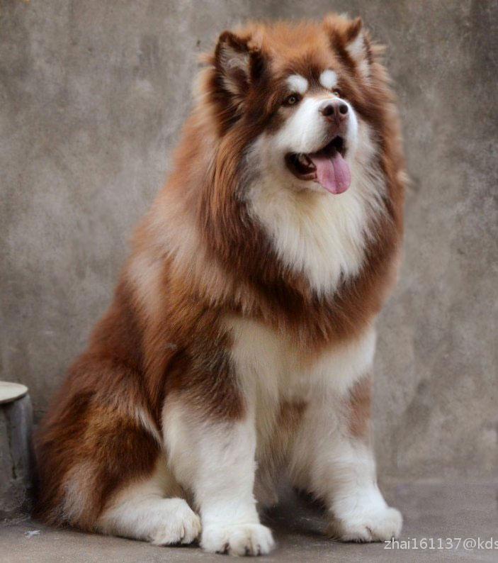 怎么让猫咪喜欢小婴儿：打造和谐共处的家庭生活